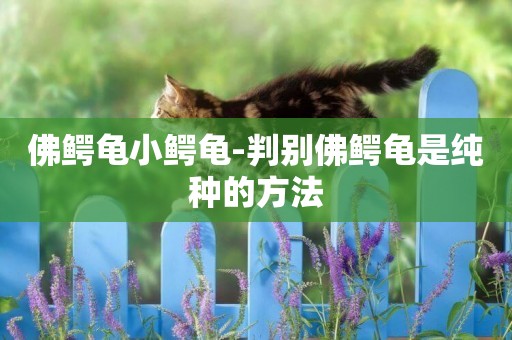 佛鱷龜小鱷龜-判別佛鱷龜是純種的方法