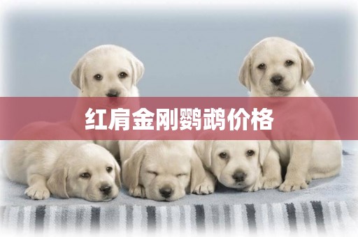 紅肩金剛鸚鵡價格