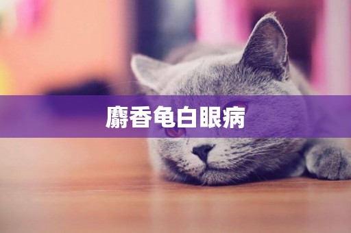 麝香龜白眼病