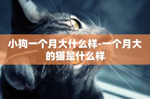 小狗一個月大什么樣-一個月大的貓是什么樣