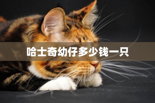 哈士奇幼仔多少錢一只