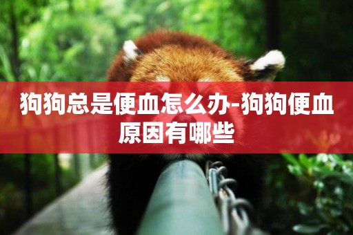 狗狗總是便血怎么辦-狗狗便血原因有哪些
