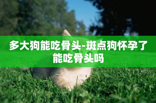 多大狗能吃骨頭-斑點狗懷孕了能吃骨頭嗎