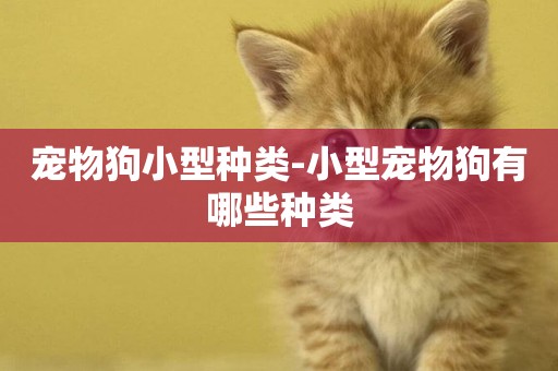 寵物狗小型種類-小型寵物狗有哪些種類