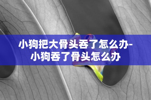 小狗把大骨頭吞了怎么辦-小狗吞了骨頭怎么辦