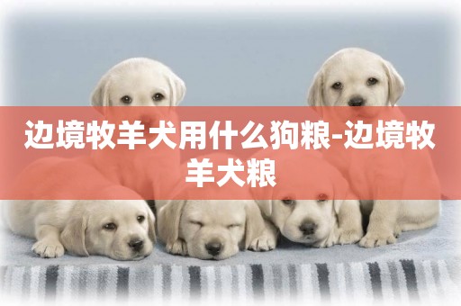 邊境牧羊犬用什么狗糧-邊境牧羊犬糧