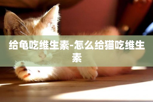 給龜吃維生素-怎么給貓吃維生素
