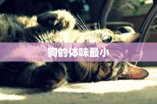 狗的體味最小
