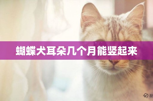 蝴蝶犬耳朵幾個月能豎起來