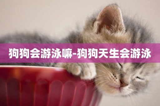 狗狗會游泳嘛-狗狗天生會游泳