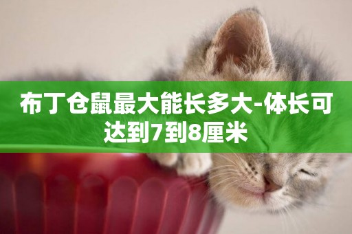 布丁倉鼠最大能長多大-體長可達到7到8厘米