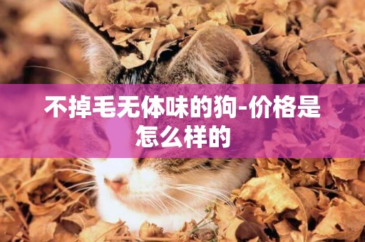 不掉毛無體味的狗-價格是怎么樣的