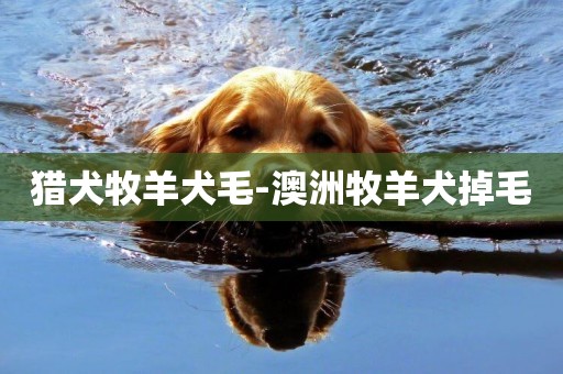 獵犬牧羊犬毛-澳洲牧羊犬掉毛