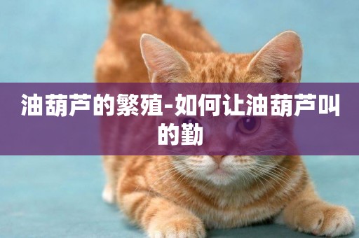油葫蘆的繁殖-如何讓油葫蘆叫的勤