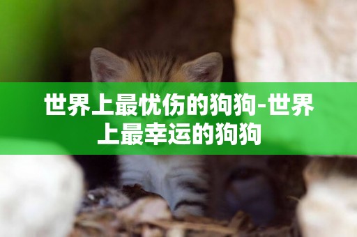世界上最憂傷的狗狗-世界上最幸運的狗狗