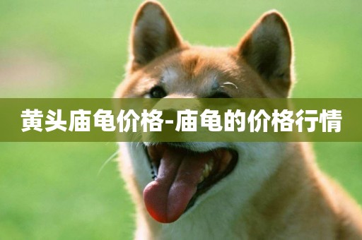 黃頭廟龜價格-廟龜的價格行情