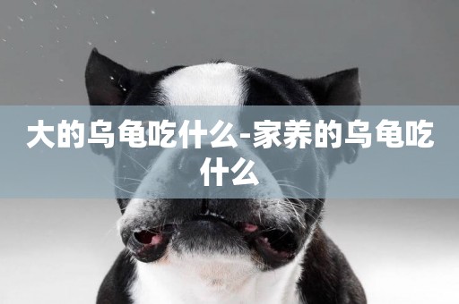大的烏龜吃什么-家養的烏龜吃什么