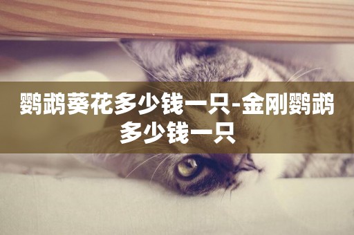 鸚鵡葵花多少錢一只-金剛鸚鵡多少錢一只