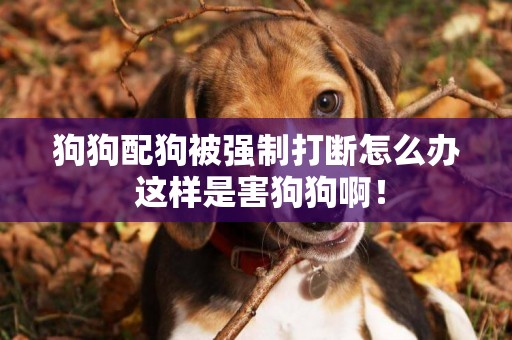 狗狗配狗被強制打斷怎么辦 這樣是害狗狗啊！