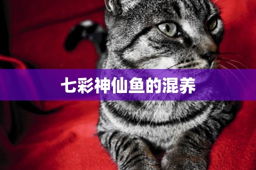 七彩神仙魚的混養