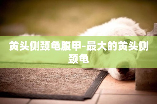 黃頭側頸龜腹甲-最大的黃頭側頸龜
