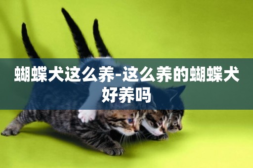 蝴蝶犬這么養-這么養的蝴蝶犬好養嗎