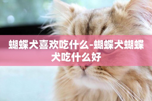 蝴蝶犬喜歡吃什么-蝴蝶犬蝴蝶犬吃什么好