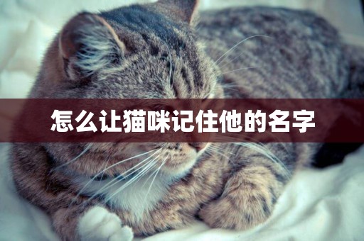 怎么讓貓咪記住他的名字