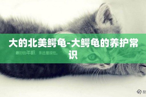 大的北美鱷龜-大鱷龜的養護常識