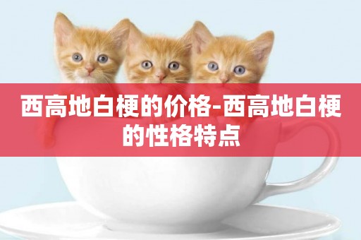 西高地白梗的價格-西高地白梗的性格特點