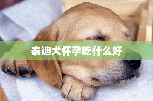 泰迪犬懷孕吃什么好