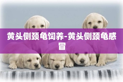 黃頭側頸龜飼養-黃頭側頸龜感冒