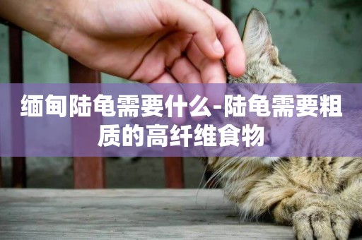 緬甸陸龜需要什么-陸龜需要粗質的高纖維食物