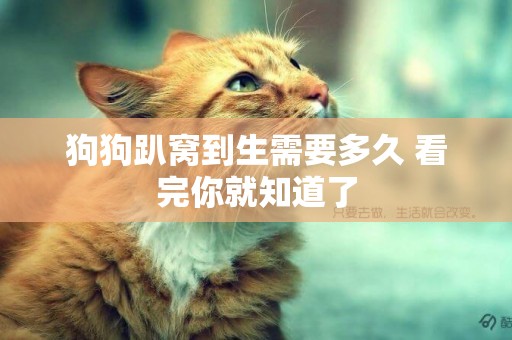 狗狗趴窩到生需要多久 看完你就知道了
