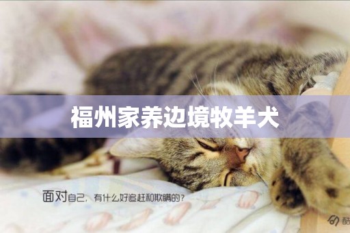 福州家養邊境牧羊犬