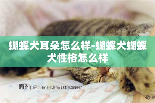 蝴蝶犬耳朵怎么樣-蝴蝶犬蝴蝶犬性格怎么樣