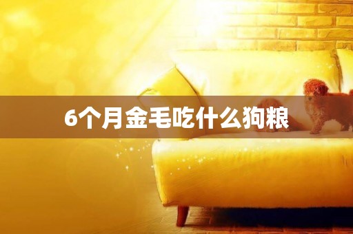 6個月金毛吃什么狗糧