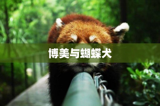 博美與蝴蝶犬