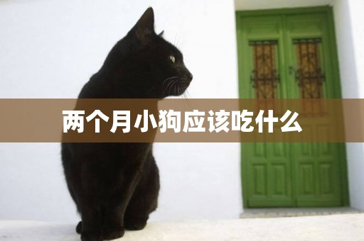 兩個月小狗應該吃什么