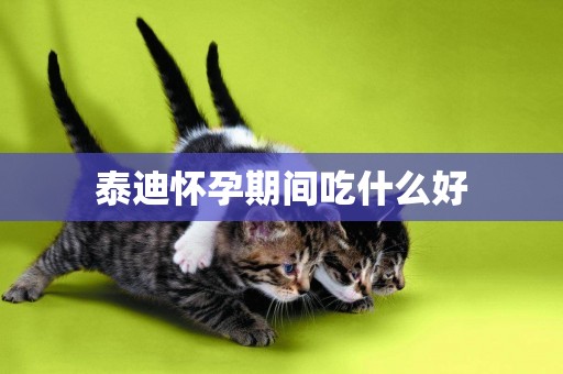 泰迪懷孕期間吃什么好