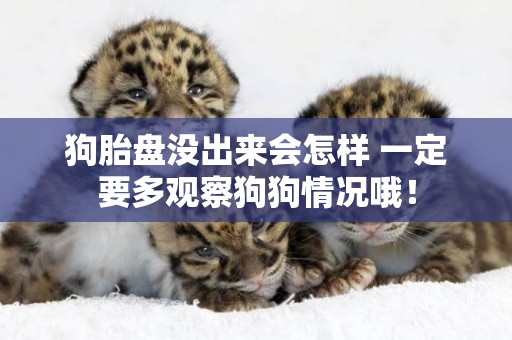 狗胎盤沒出來會怎樣 一定要多觀察狗狗情況哦！