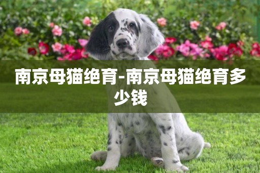 南京母貓絕育-南京母貓絕育多少錢