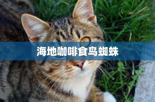 海地咖啡食鳥蜘蛛