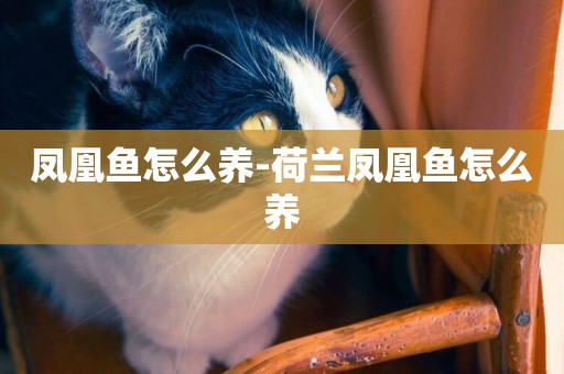 鳳凰魚怎么養-荷蘭鳳凰魚怎么養