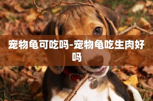 寵物龜可吃嗎-寵物龜吃生肉好嗎