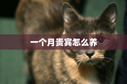一個月貴賓怎么養