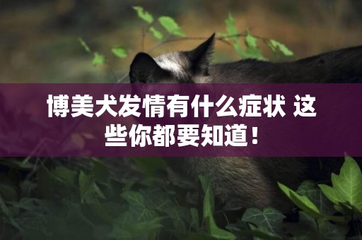 博美犬發情有什么癥狀 這些你都要知道！