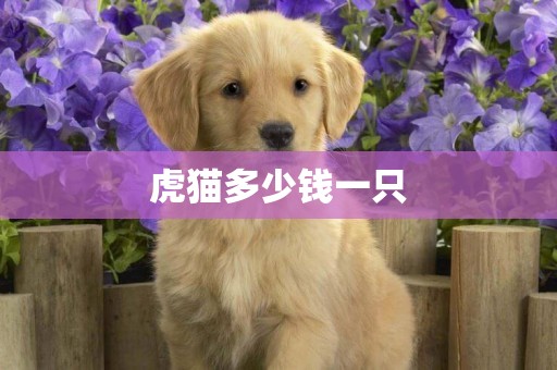 虎貓多少錢一只