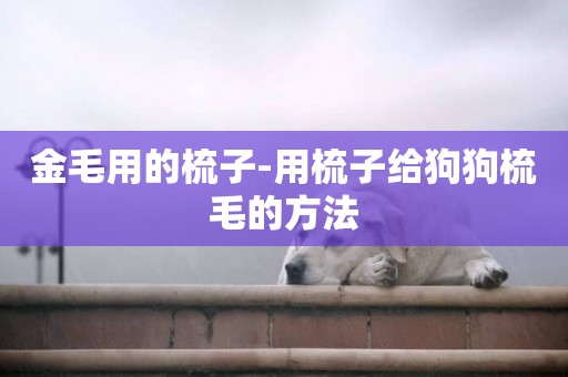 金毛用的梳子-用梳子給狗狗梳毛的方法