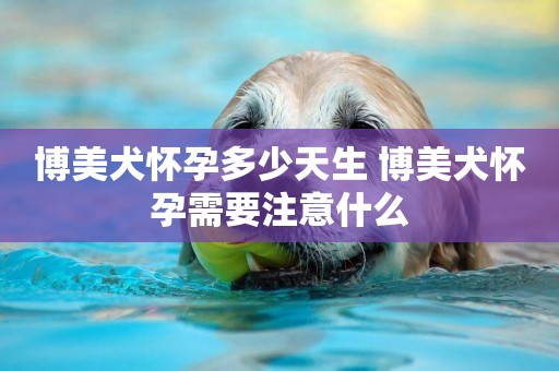 博美犬懷孕多少天生 博美犬懷孕需要注意什么